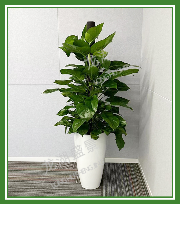 大型绿植