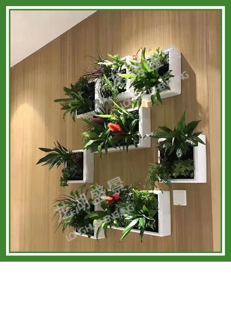 植物墙